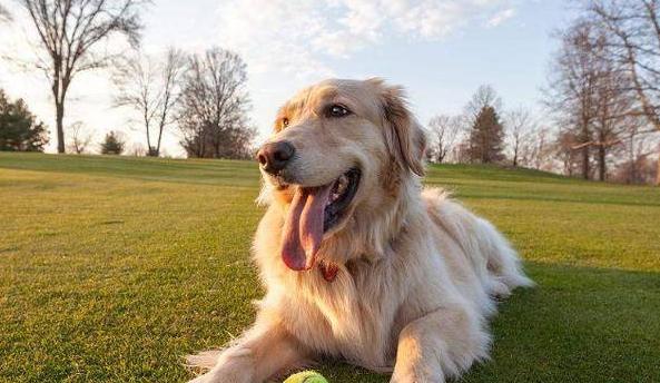 训练金毛犬出门跟人走的技巧（以宠物为主，让你的金毛犬成为出门跟人走的好伙伴）