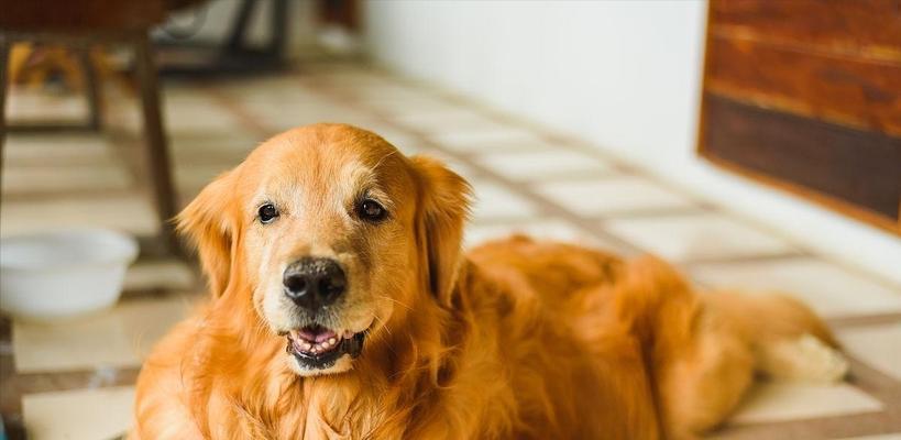 如何训练金毛犬成为理想宠物（全面指导金毛犬训练，让你的宠物成为人见人爱的萌宠）