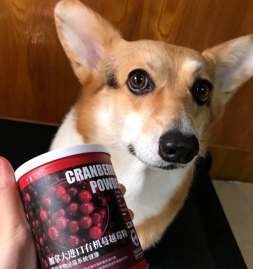 贵宾幼犬饮食管理指南（为您的宠物提供健康均衡的饮食）