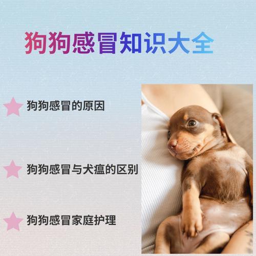 幼犬法斗狗狗感冒了怎么办？（教你如何应对宠物感冒问题。）