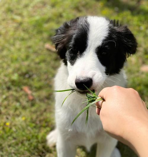 为什么狗狗会吃草？（探究狗狗吃草的原因和对狗狗的影响）