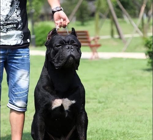 如何训练你的卡斯罗犬（从基础训练到高级技巧，打造听话宠物）