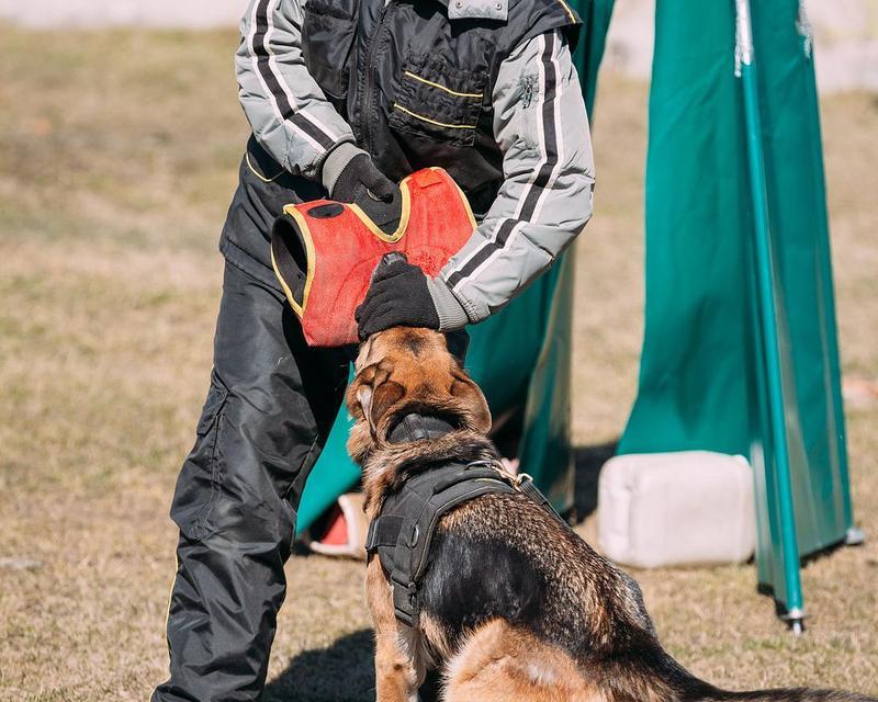 苏格兰牧羊犬训练秘籍（以宠物为主，让你的苏牧成为听话的好伙伴）