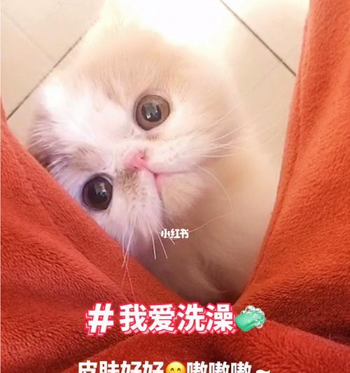 如何正确给波斯猫洗澡？（宠物主人必看，波斯猫洗澡全攻略）