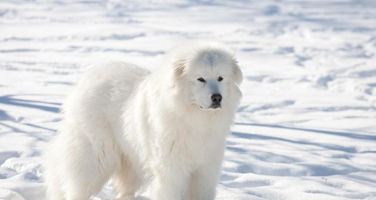 如何训练大白熊犬大小便？（宠物教育必备，养育难题轻松解决）