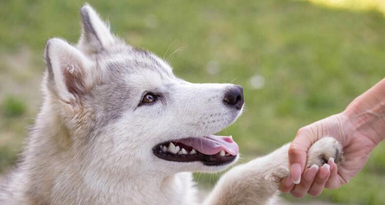 如何训练你的爱犬握手？（成为宠物训练高手的窍门和技巧）