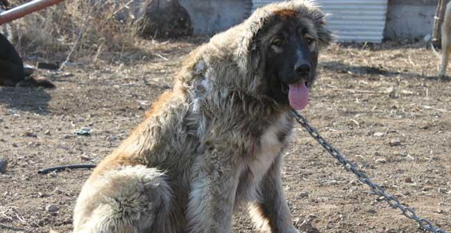 如何训练高加索犬的大小便问题（以宠物为主，从幼犬开始培养良好习惯）