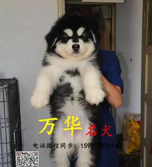 巨型阿拉斯加雪橇犬，宠物中的霸主（从历史到现在，揭秘阿拉斯加雪橇犬的种种魅力）