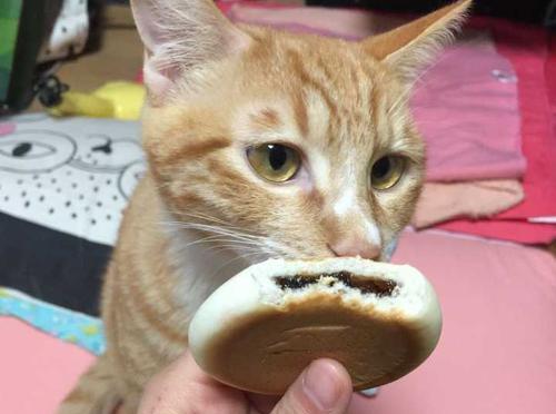 猫咪不吃东西怎么办（如何处理猫咪拒食问题）