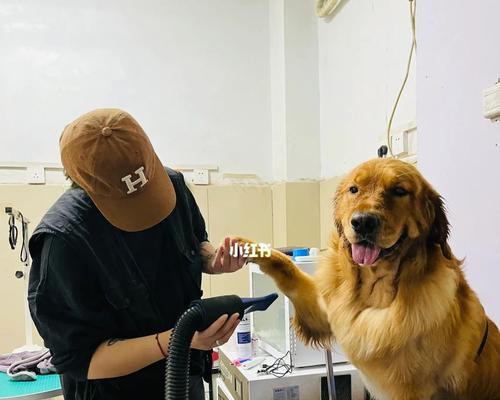 如何为金毛犬做美容？（宠物主人必读的美容技巧）