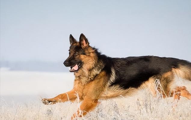 如何训练德国牧羊犬成为完美宠物？（全面了解德国牧羊犬训练技巧，让您的狗狗成为顺从可靠的家庭宠物）