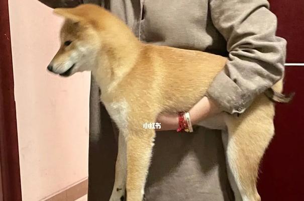 训练柴犬大小便的秘诀（宠物爱好者必看，如何让柴犬养成良好的大小便习惯）