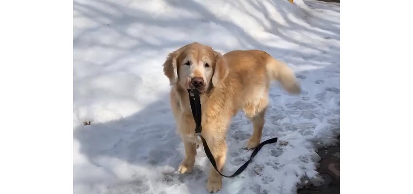 如何训练金毛犬叼东西？（教您用简单方法训练金毛犬变身“口袋猎犬”，建立良好互动关系）