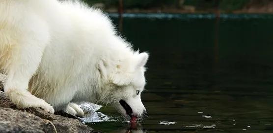 如何正确喂养萨摩犬？（萨摩犬的营养需求与饮食禁忌）