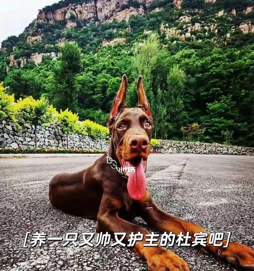 如何安全接触陌生杜宾犬（了解杜宾犬行为特点，避免受伤）