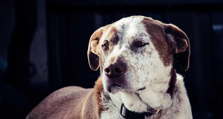 如何训练出优秀的比特犬（以宠物为主，培养忠诚和友好的伴侣）