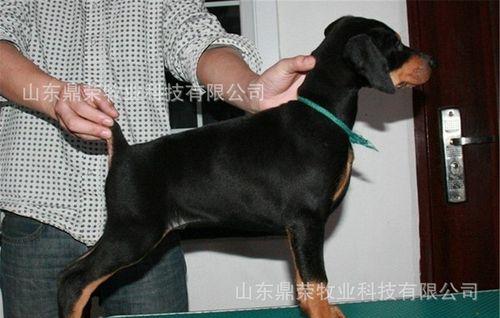 为什么中亚牧羊犬需要剪耳？（探讨中亚牧羊犬剪耳的原因和影响，保护宠物的健康和美观。）