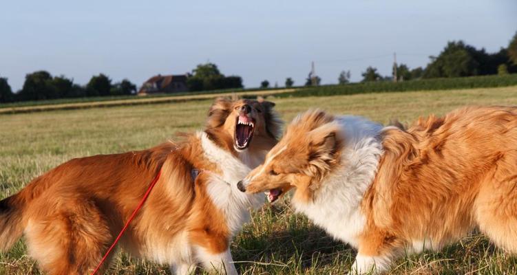 古代牧羊犬牙齿护理方法（为你的宠物带来健康）