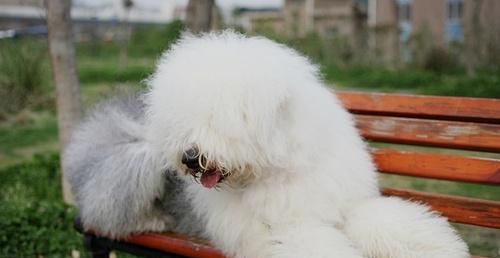 如何解决以古牧犬毛发打结问题（宠物护理须知，让以古牧犬美容无忧）