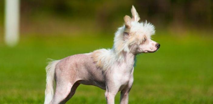 以冠毛犬皮肤病治疗指南（如何帮助你的宠物恢复皮肤健康）