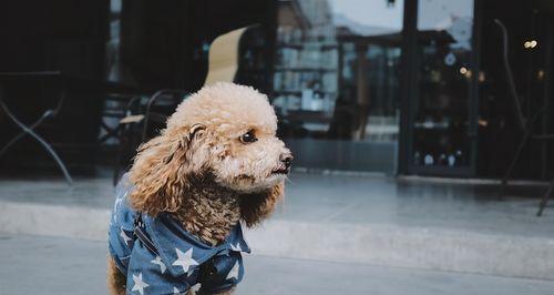 贵宾犬洗澡的六大注意事项（以宠物为主，如何正确给贵宾犬洗澡？）