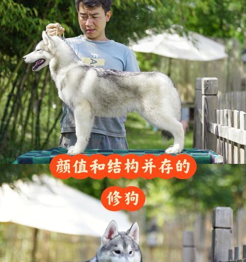 哈士奇幼犬的护理方法（宠物养护技巧，让爱宠健康成长）