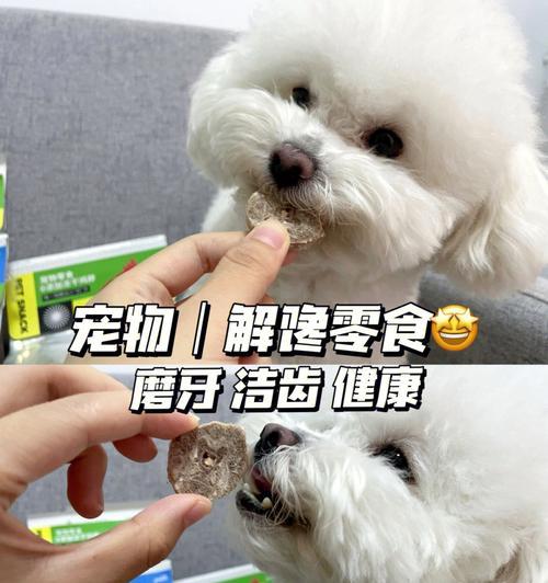 狗狗换牙期如何磨牙（以宠物为主，让它健康快乐成长）