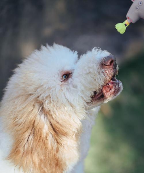 为什么养巨型贵宾犬的人不多？（挑战与责任，关注这些关键点才能成功养大一只贵宾犬）