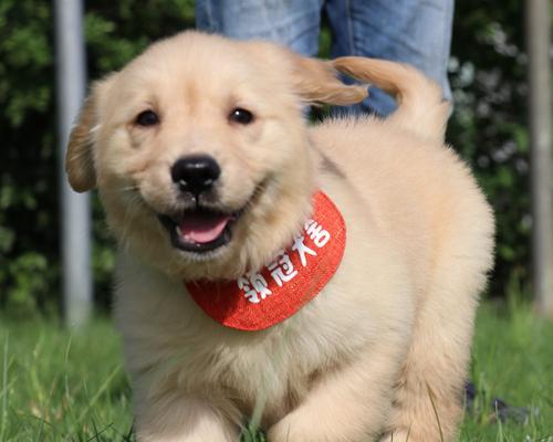 纯种金毛幼犬的喂养技巧（从幼犬时期到成年期，如何合理喂养金毛）