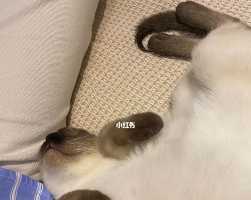 小猫咪的睡眠需求（揭秘猫咪的睡眠规律与注意事项）