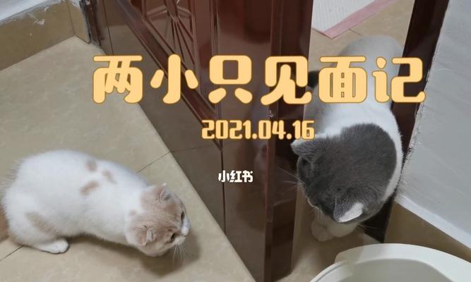 新猫咪入家，注意事项大公开（宠物爱好者必看，如何给新猫咪提供的生活环境）