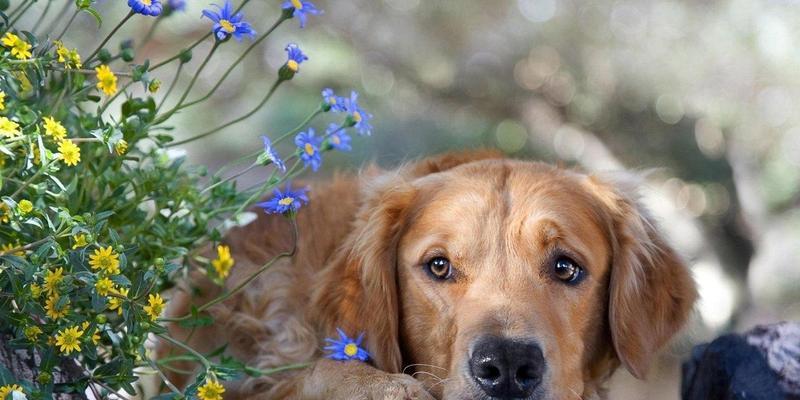 如何训练你的迷你杜宾犬？（15个训练技巧让你的宠物成为乖巧听话的好狗狗）