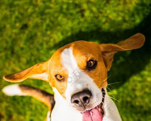 训练比格犬跳跃的小技巧（如何让你的比格犬变得更加灵活？）