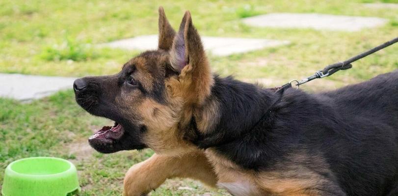 探秘德国牧羊犬训练常用工具（从玩具到装备，让你的宠物更加优秀）