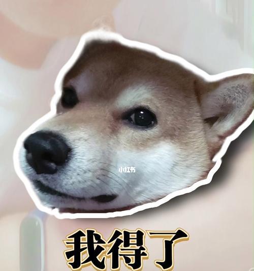 幼犬常见病防治指南（宠物健康从小做起，15种常见病及预防措施）