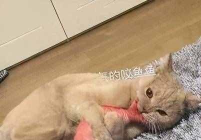 小猫半夜咬人究竟是为什么？（探究宠物猫的行为背后的原因，了解如何避免被咬伤）