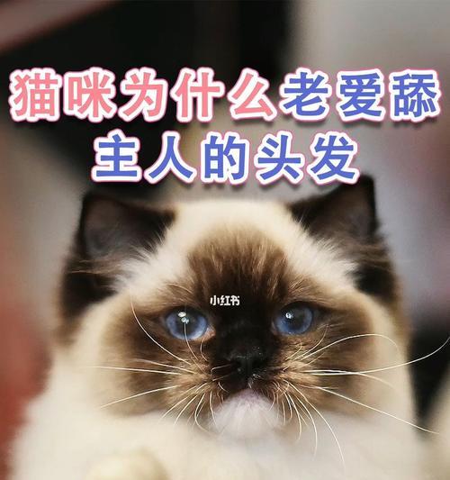 为什么宠物猫喜欢舔身上的毛？（探究宠物猫舔毛的原因和好处）