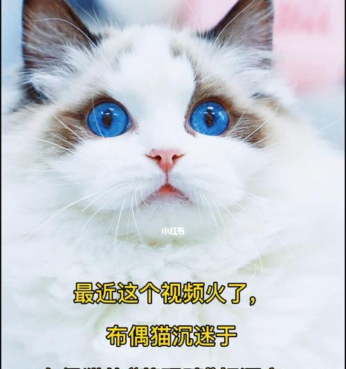 小猫眼睛何时能长大？（宠物养护指南，小猫眼睛成长篇）