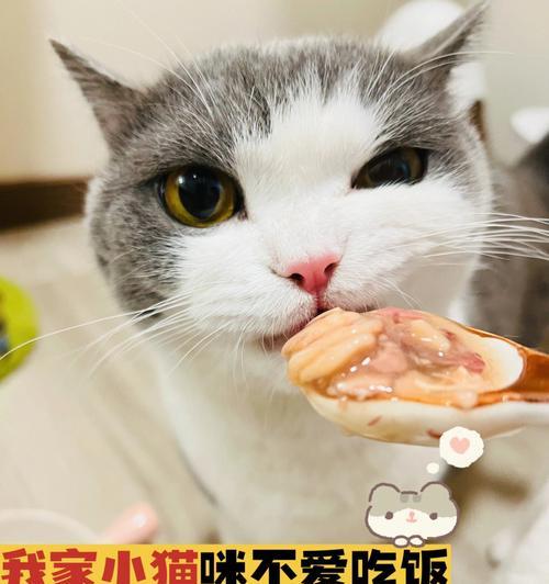 爱宠危机！小猫咪2天不吃东西怎么办？（教你如何应对宠物拒食的情况）