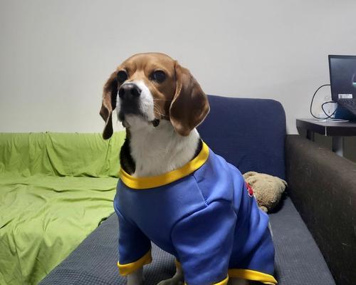 宠物幼犬冬天需要穿衣服吗？（为什么要给幼犬穿衣服？如何选择合适的衣物？）