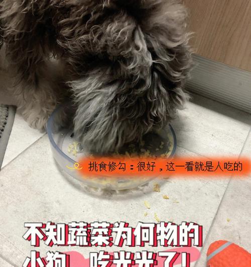 小狗吃东西不嚼怎么办？教你让宠物养成好的饮食习惯（以正确的喂养方式引导小狗良好的饮食习惯）