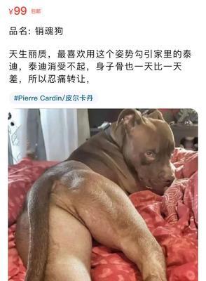 狗狗在床上拉大便怎么办？（急需掌握的宠物管理技巧）