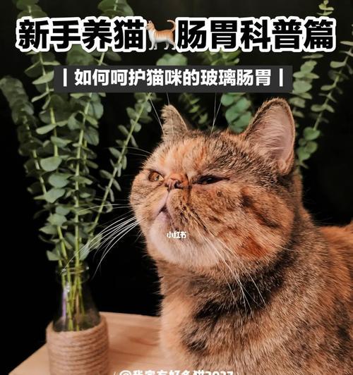 老年猫咪的呕吐与拉稀问题（老猫为什么会呕吐？如何帮助老猫缓解呕吐？老猫拉稀怎么办？）