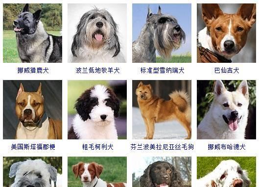 探寻大型犬品种的选择与养护（解析大型犬品种特点、喜好与养护技巧）