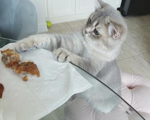 猫咪怀孕50多天不吃饭该怎么办？（宠物猫咪的健康问题及饮食调节）