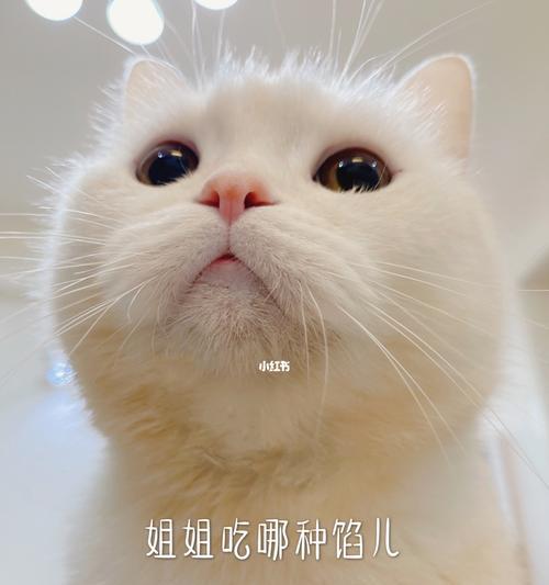 猫妈妈怎样带着小猫们正确地进食？（营养均衡、定时定量、特殊食物、清洁卫生、训练方法）