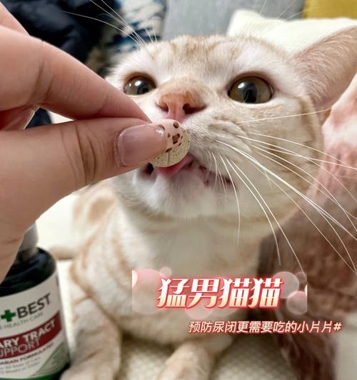 猫咪不黏我？看看猫尿有多黏！