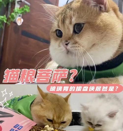 猫咪大小便失禁的原因及预防方法（以宠物为主，探讨猫咪大小便失禁的成因和治疗措施）