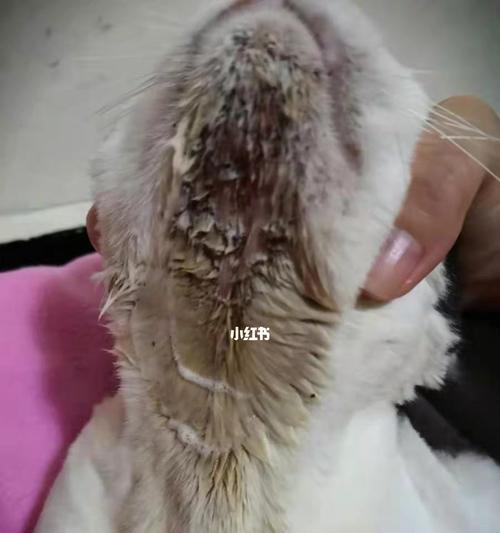 猫咪细菌口腔病的治疗方法（以宠物为主，让猫咪重获健康）