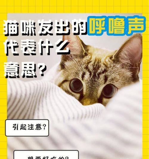 如何应对宠物猫肚子发出的声音（解决宠物猫肚子不适的方法）